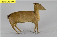 藏品(山羌)的圖片